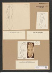 Diatomeae indet. Zeichnungen Sammlung Grunow Nr. 1674 (NHMW-BOT-W0368533)